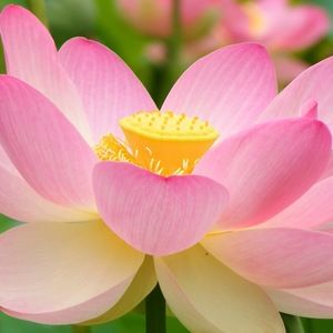 Meet your Posher, Queen